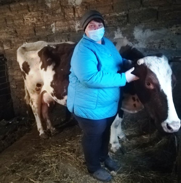 Заразний вузликовий дерматит у великої рогатої худоби