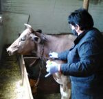 На території Білозерської громади розпочалась весняна диспансеризація великої рогатої худоби