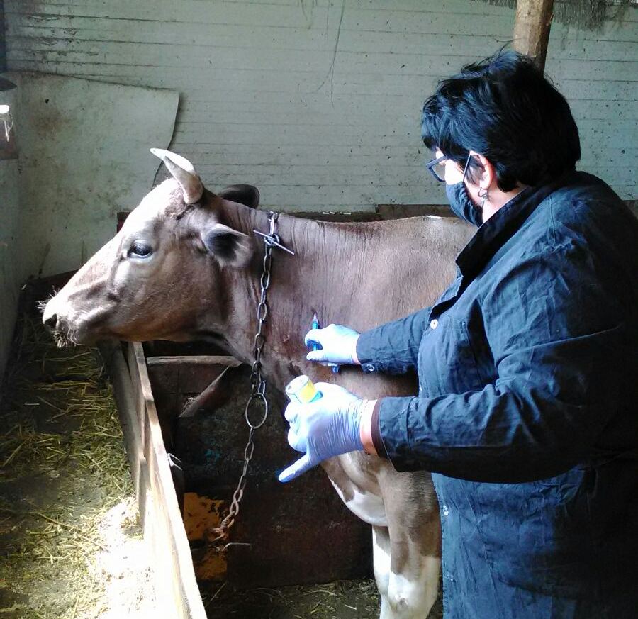 На території Білозерської громади розпочалась весняна диспансеризація великої рогатої худоби