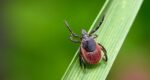 Маленькі комахи – великі проблеми