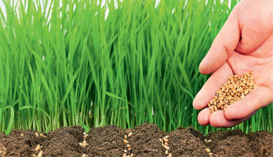 Польове оцінювання насінницьких посівів