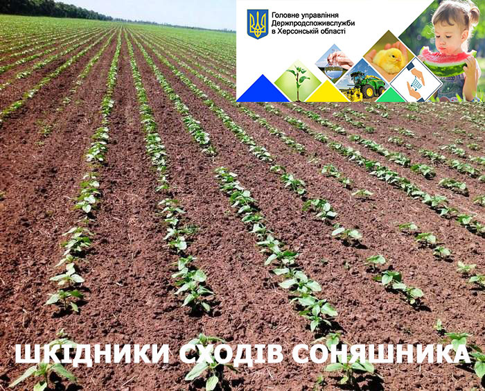 Шкідники сходів соняшника