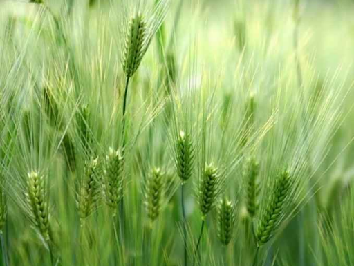 Формування Державного реєстру суб’єктів насінництва та розсадництва на 2021 рік