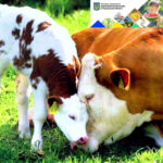 Лейкоз корів. Чим небезпечна ця хвороба та що про неї варто знати