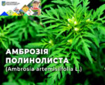 Обережно: амброзія!
