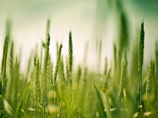 Про стан розвитку та поширення  основних шкідників і хвороб сільськогосподарських рослин у Херсонській області станом на 23 липня 2021 року