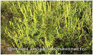 Управління фітосанітарної безпеки Головного управління Держпродспоживслужби в Херсонській області здійснює контроль за виконанням фітосанітарних заходів з виявлення та ліквідації вогнищ амброзії