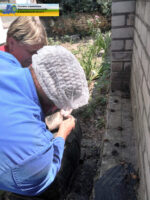 У Херсонській області виявили захворювання африканської чуми свиней