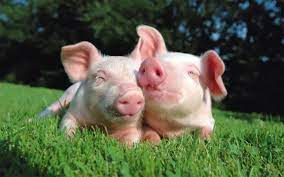 Заступник начальника Управління безпечності харчових продуктів та ветеринарної медицини  надає фаховий коментар щодо ситуації з АЧС в області 