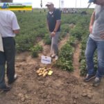 Фахівці Управління фітосанітарної провели роз’яснювальну роботу на спеціалізованому заході для виробників картоплі