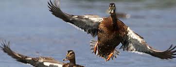 Фахівці Головного управління Держпродспоживслужби в Херсонській області беруть участь у комісійних обстеженнях мисливських угідь