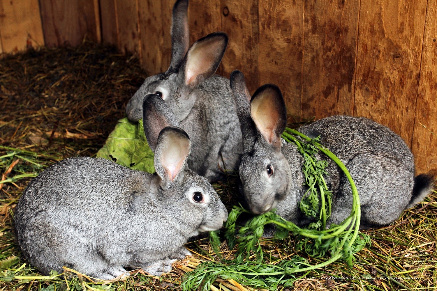 ﻿До відома громадян: поради спеціалістів щодо розведення кролів у домашніх умовах