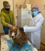 Фахівці районних та міських державних лікарень ветеринарної медицини Херсонської області беруть активну участь у профілактиці сказу тварин