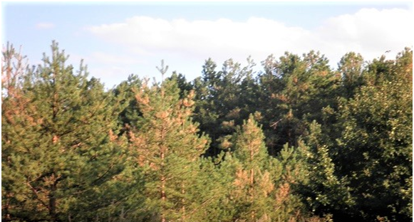 Управління фітосанітарної безпеки Головного управління Держпродспоживслужби в Херсонській області провели моніторинг лісових насаджень на виявлення факторів пошкодження лісу