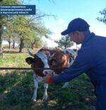 Спеціалісти Горностаївської районної державної лікарні ветеринарної медицини проводять диспансеризацію великої рогатої худоби