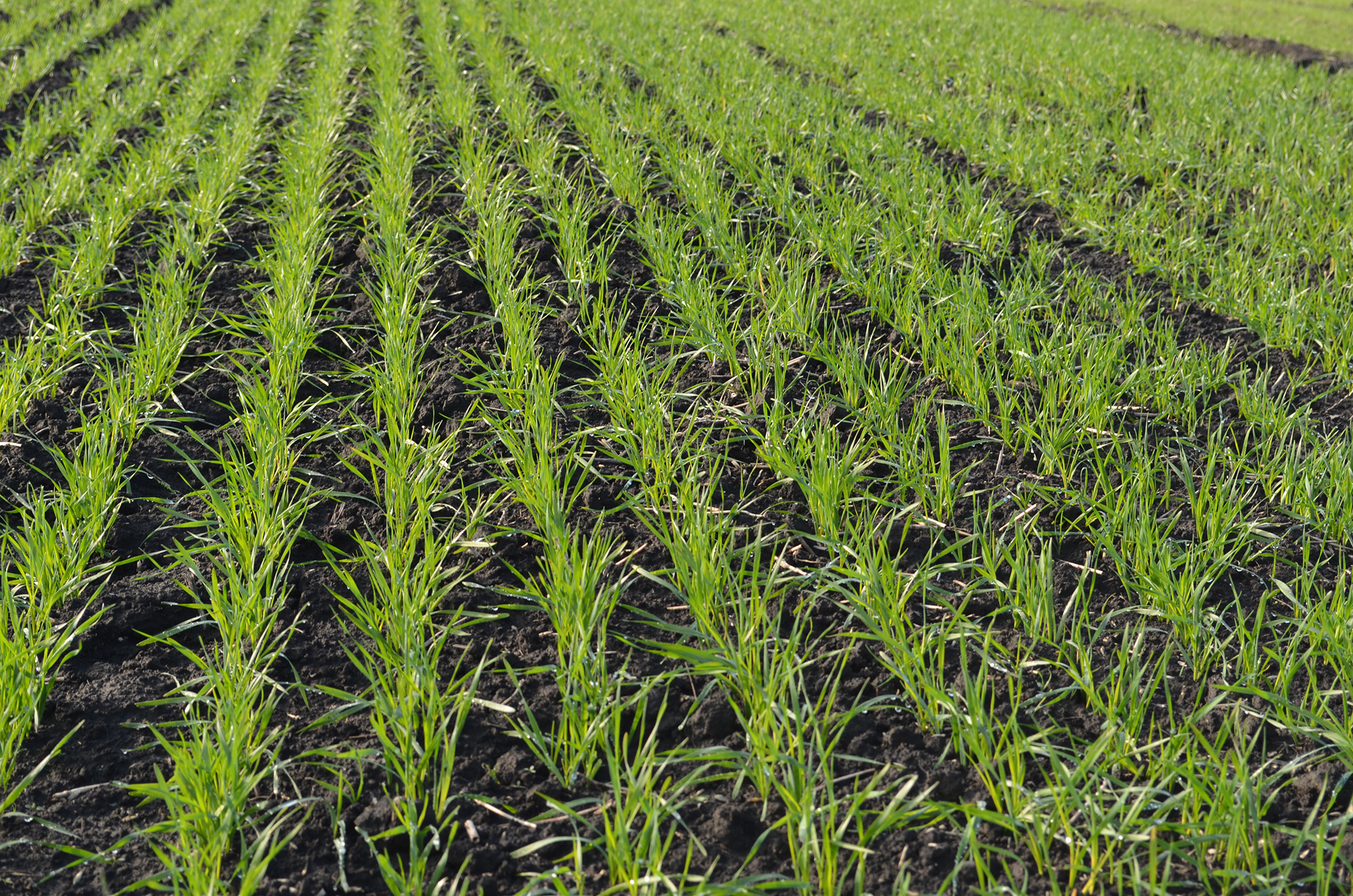 Фітосанітарний стан сільськогосподарських культур Херсонської області: озимі зернові культури