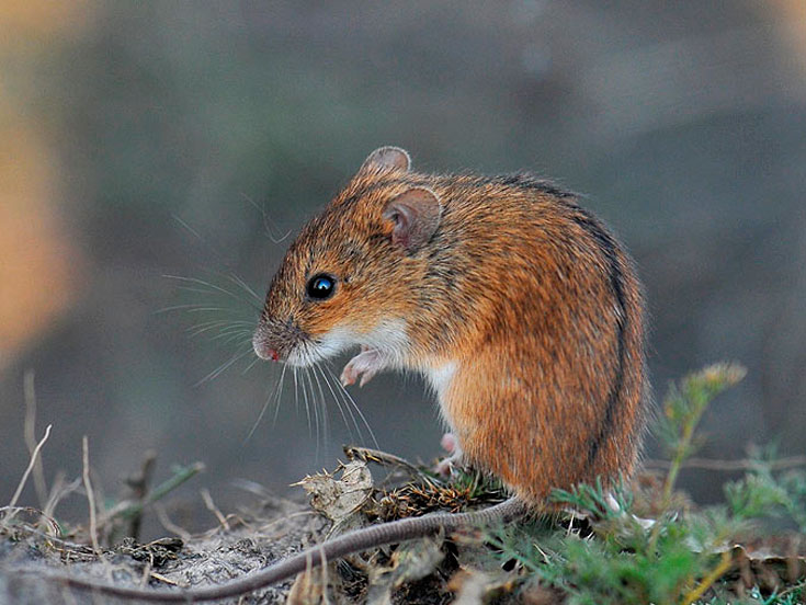 Мишоподібні гризуни: ефективні методи у боротьбі з гризунами