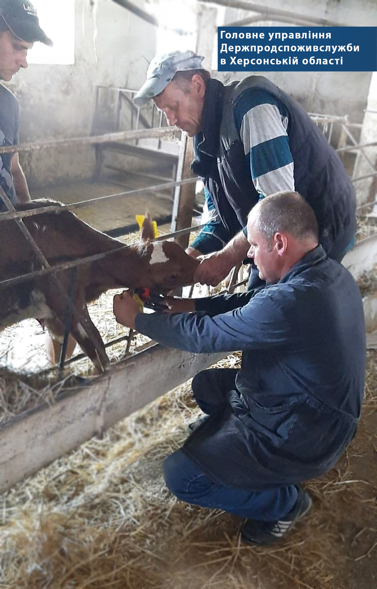 На Херсонщині триває робота по ідентифікації тварин