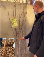 22 жовтня відзначається Міжнародний день горіха: на часі період закладки багаторічних насаджень горіха грецького (волоського)