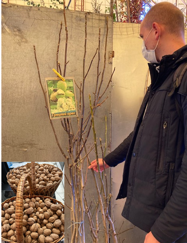 22 жовтня відзначається Міжнародний день горіха: на часі період закладки багаторічних насаджень горіха грецького (волоського)