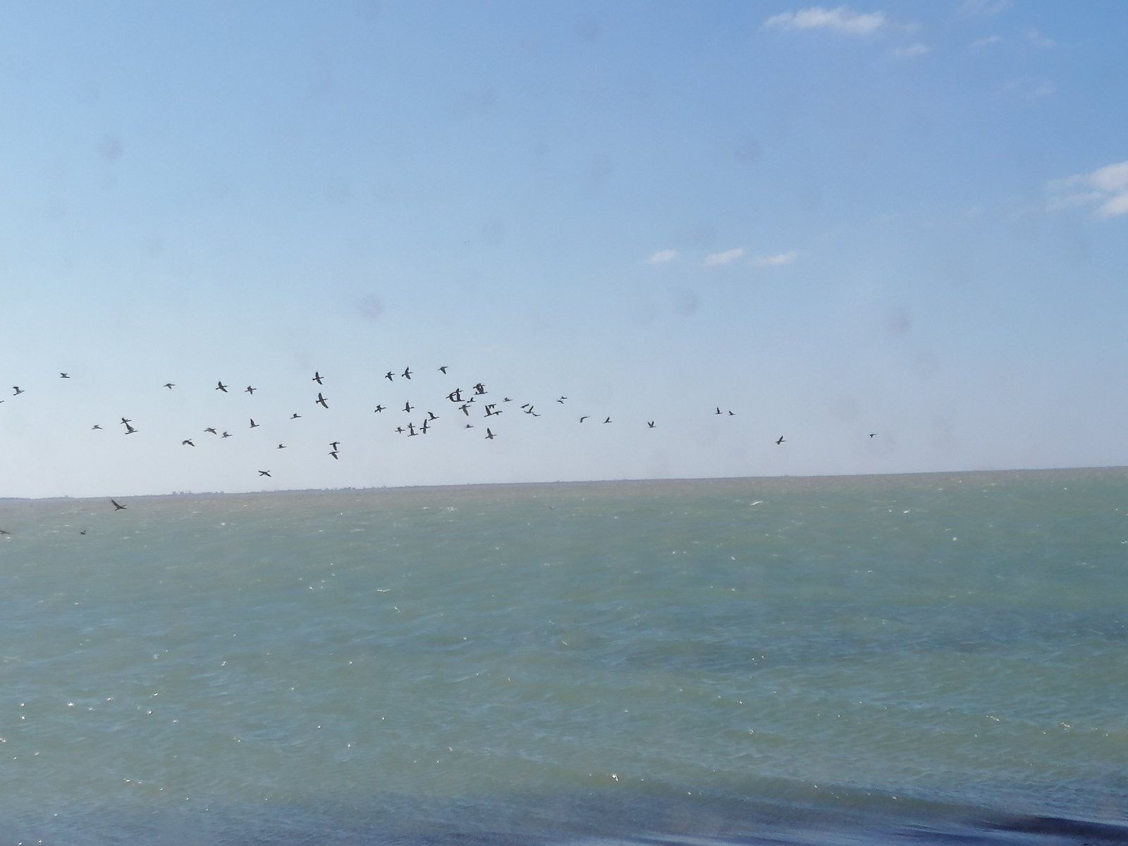 Фахівці Головного управління Держпродспоживслужби в Херсонській області провели епізоотичне обстеження узбережжя озера Сиваш