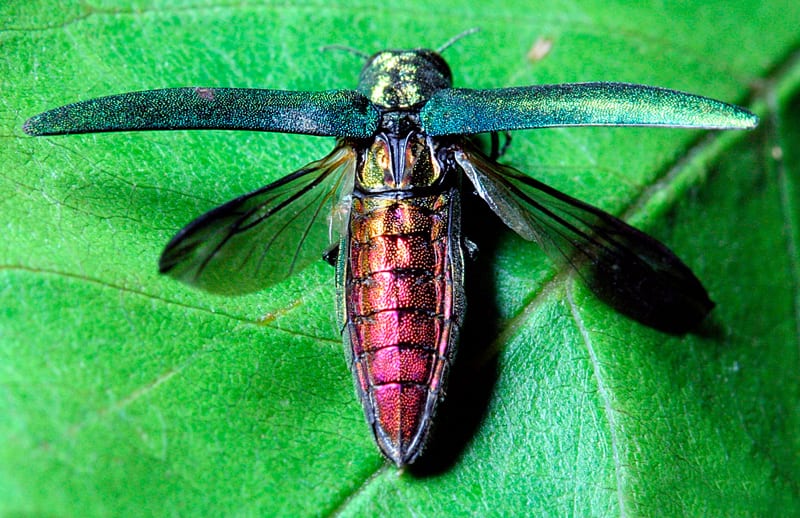 До відома: Ясенева смарагдова вузькозлатка (Agrilus planipennis Fairmaire) – небезпечний карантинний шкідник листяних порід дерев