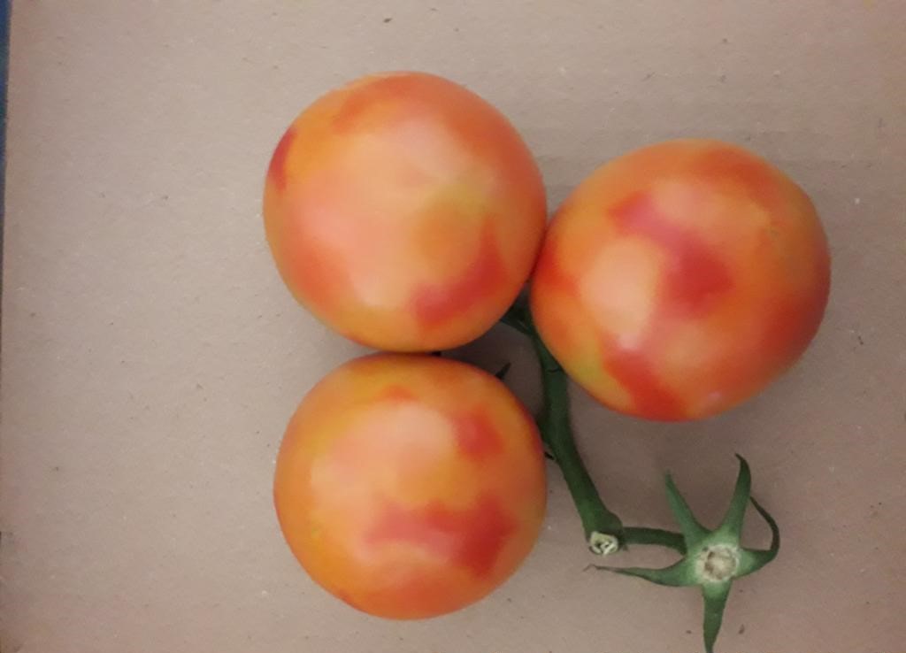 До уваги імпортерів насіння томатів і перцю!