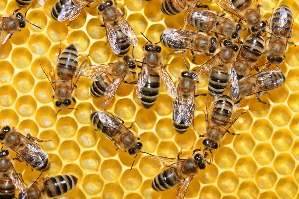 На території Херсонської області зареєстровано 1 369 пасік: поради щодо організації зимівлі бджіл