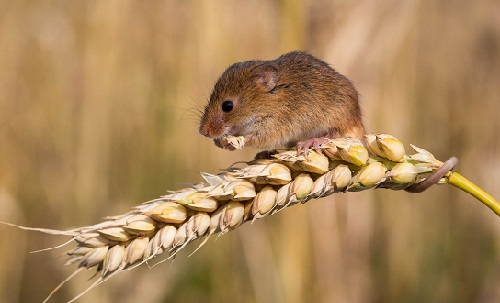 Ситуація з розвитком мишоподібних гризунів у Херсонській області