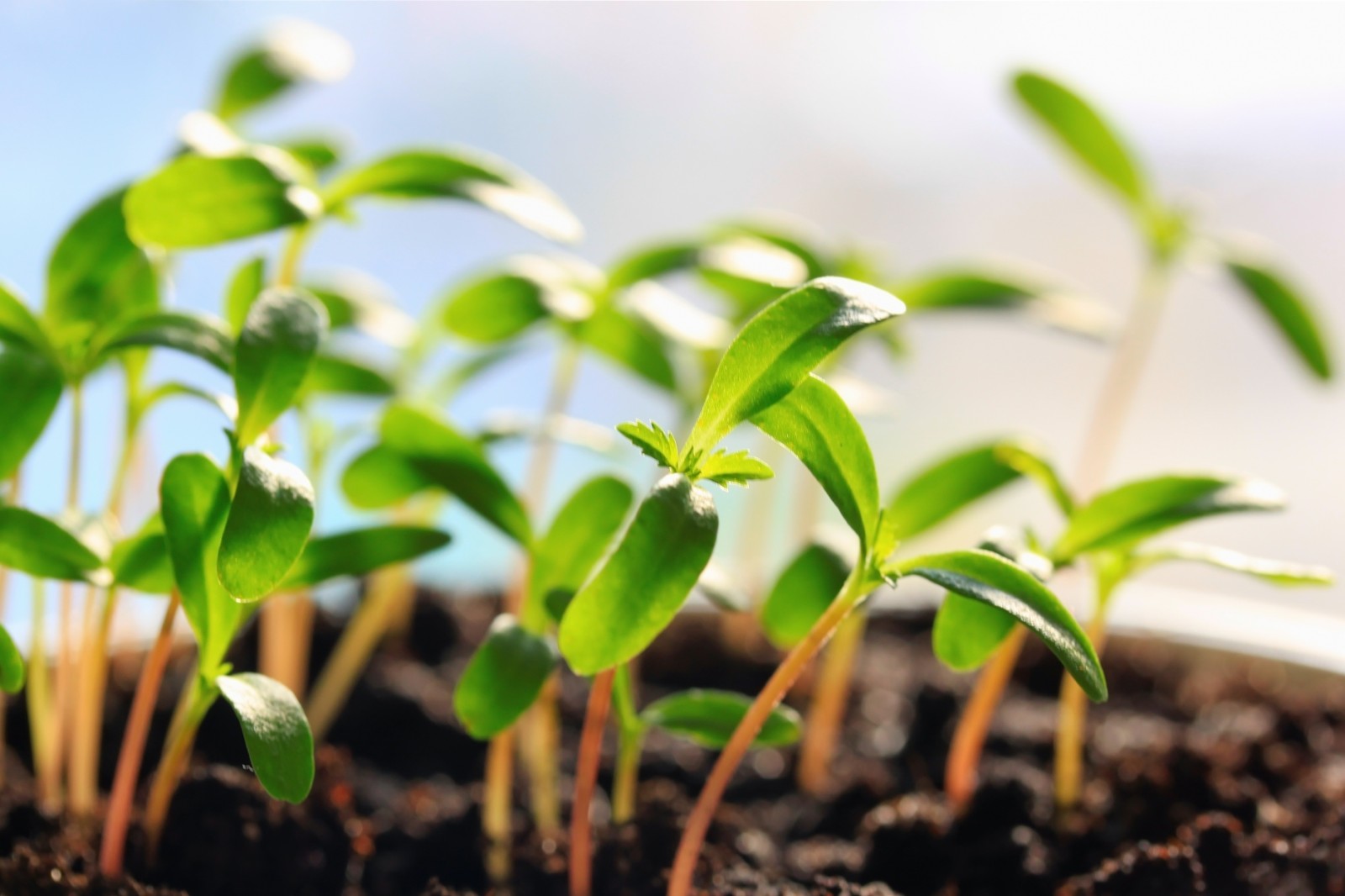 Сорти рослин як об’єкти інтелектуальної власності