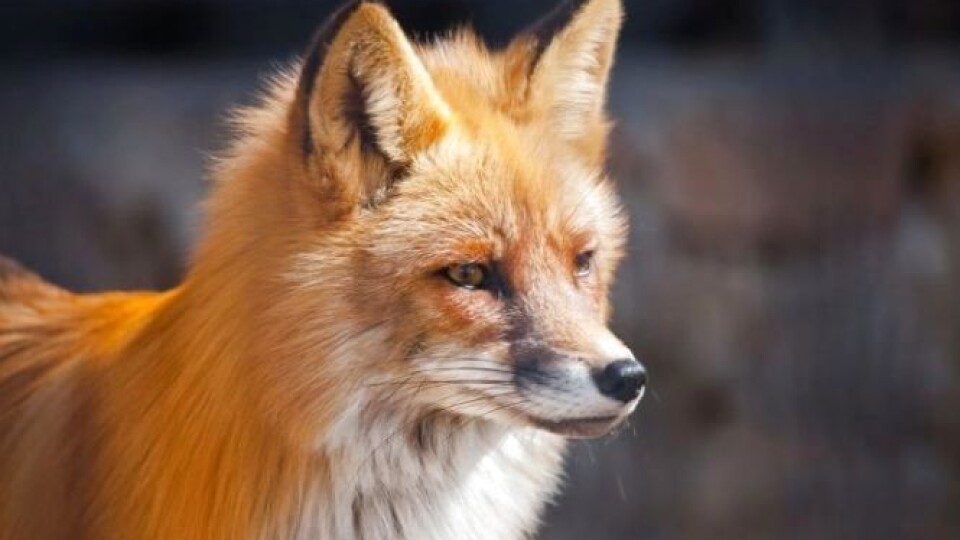 У Херсонському районі виявили випадок захворювання на сказ