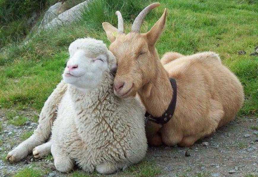 До уваги власників тварин: набули чинності зміни до Порядку ідентифікації овець та кіз