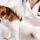 Головне управління Держпродспоживслужби в Херсонській області тримає на контролі епізоотичну ситуацію щодо захворювання тварин на сказ