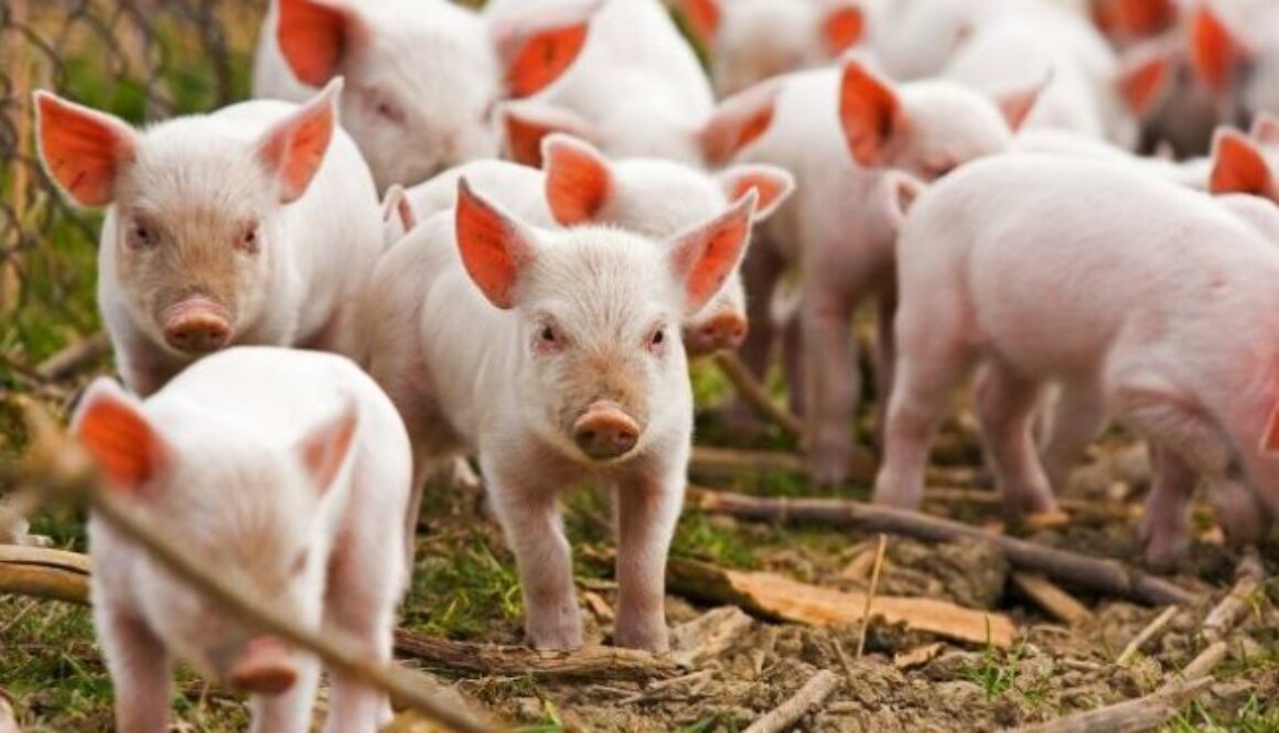 Територію Станіславської ОТГ визначено благополучною щодо африканської чуми свиней