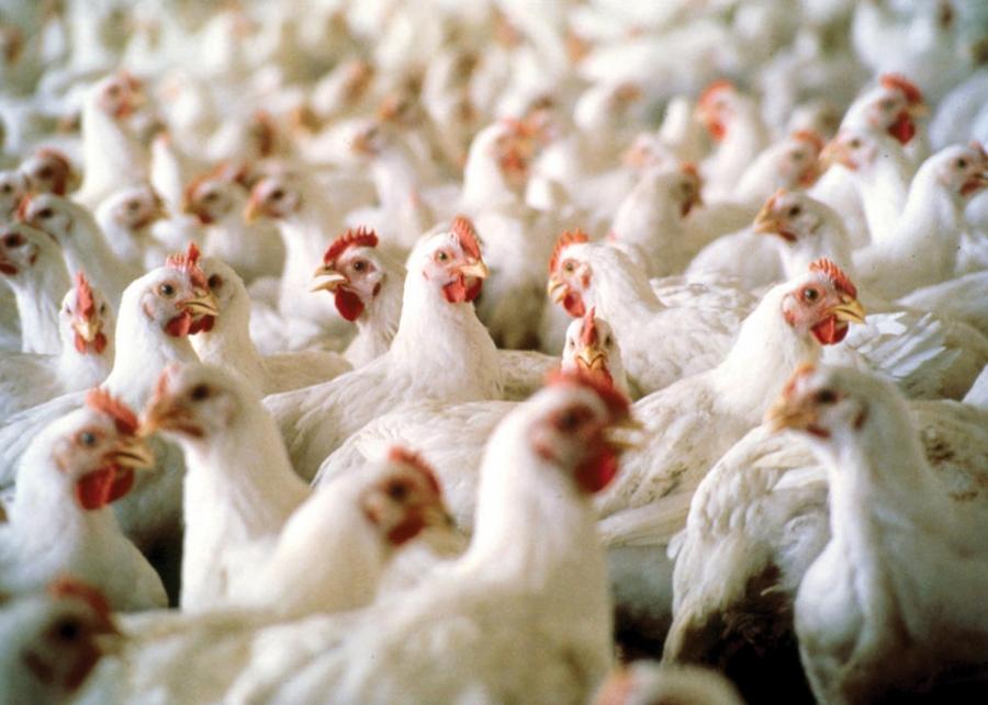 З особистого селянського господарства в Скадовському районі знято карантинні обмеження по високопатогенному грипу птиці