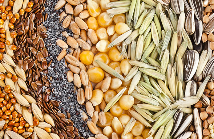 Як вберегтися від придбання неякісного насіння