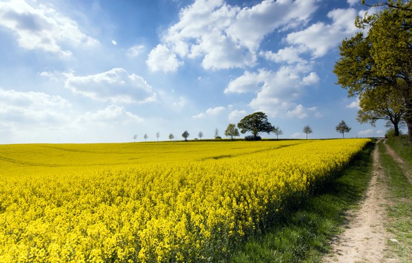 До уваги суб’єктів насінництва та розсадництва: узгодження розташування насіннєвих посівів