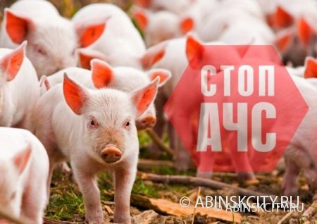 Як вберегти свиней від АЧС?