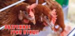 Ситуація щодо високопатогенного грипу птиці на території деокупованої частини Херсонської області благополучна