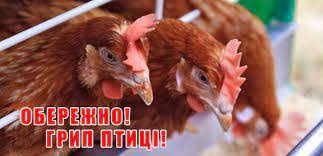 Ситуація щодо високопатогенного грипу птиці на території деокупованої частини Херсонської області благополучна