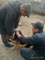 Інформація щодо щеплення тварин від сказу