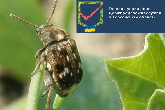 Сигналізаційне повідомлення Гороховий зерноїд (брухус)