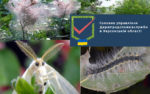 Головне управління Держпродспоживслужби в Херсонській області попереджає, що настає період активації Американського білого метелика