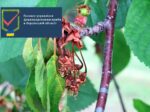 Моніліоз – небезпечна хвороба кісточкових культур