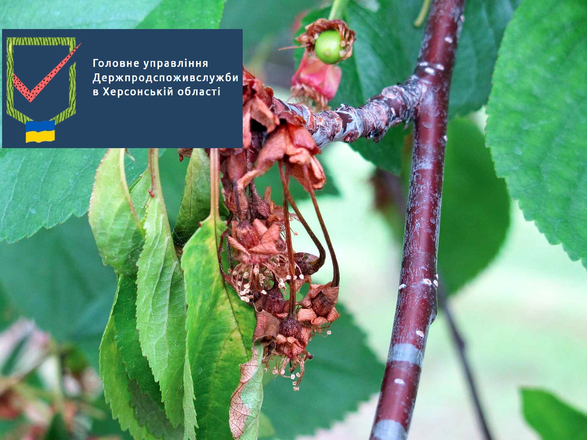 Моніліоз – небезпечна хвороба кісточкових культур