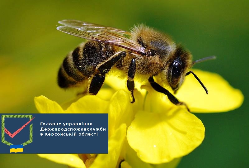 Захист бджіл від отруєння пестицидами