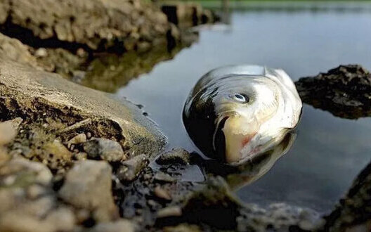 Не наражайтесь на небезпеку – утримайтеся від споживання риби невідомого походження в постраждалих регіонах