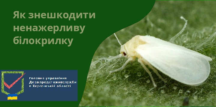 Теплична білокрилка