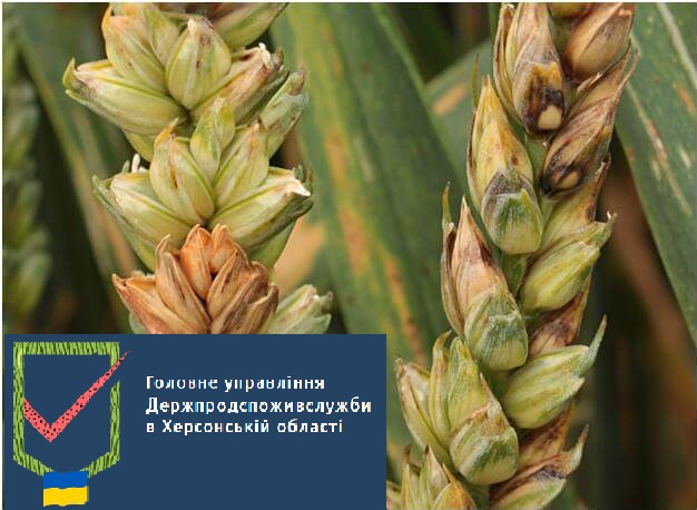 Фузаріоз колосу зернових