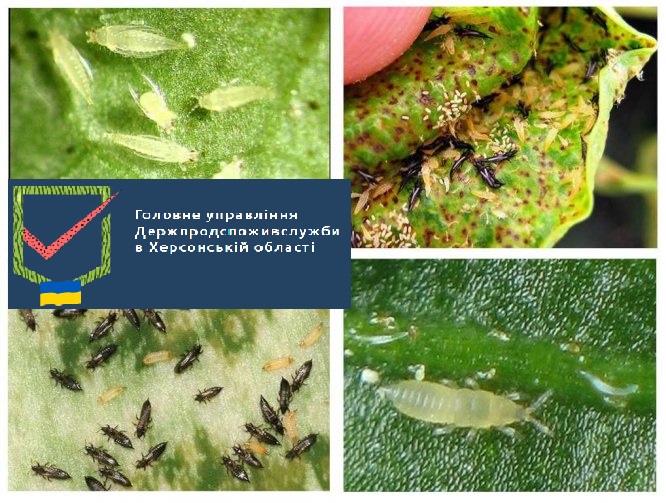 Ще один «загарбник» – Західний квітковий трипс